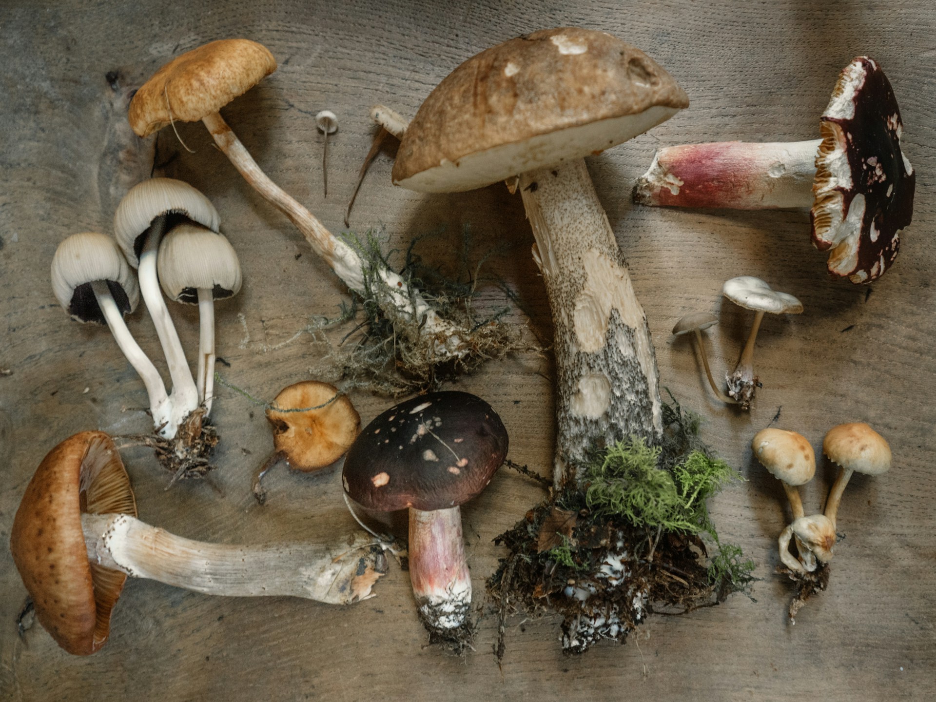 An assortment of mushroom coffee varieties displayed on a table with a happy person in the background.